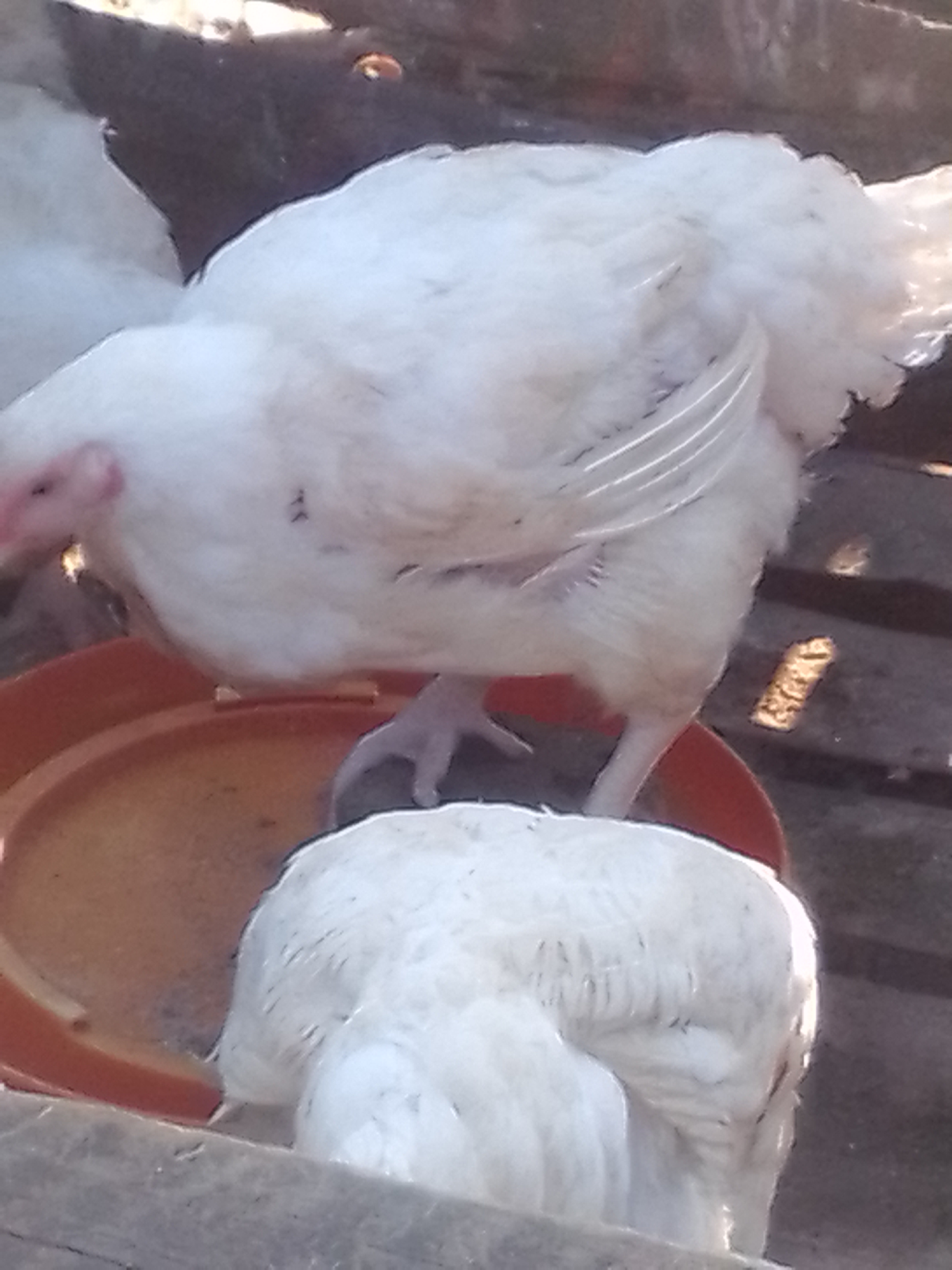 Dressed chickens
