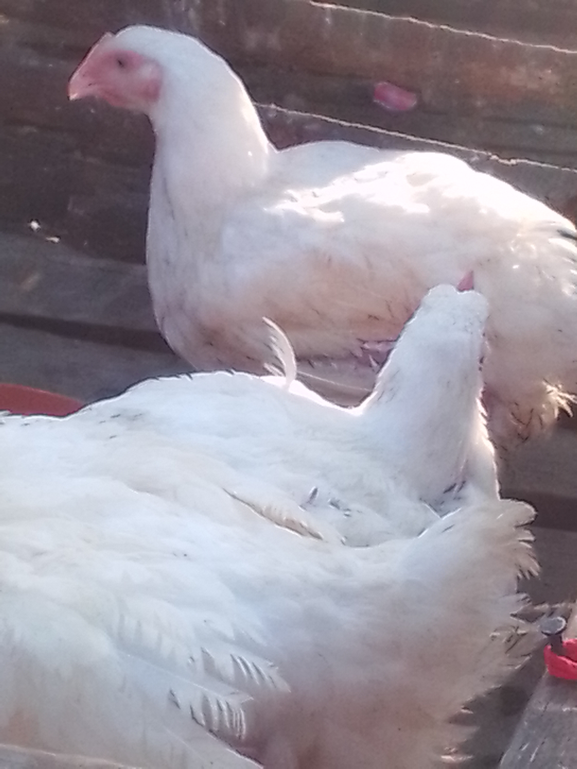 Dressed chickens