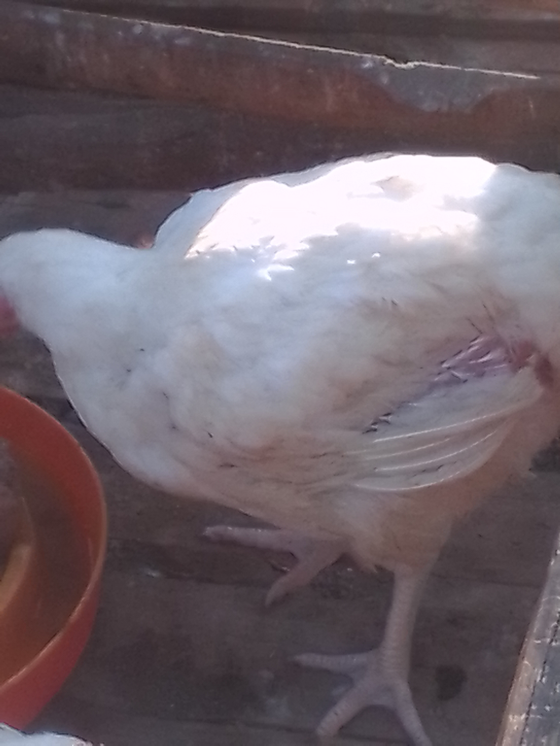 Dressed chickens