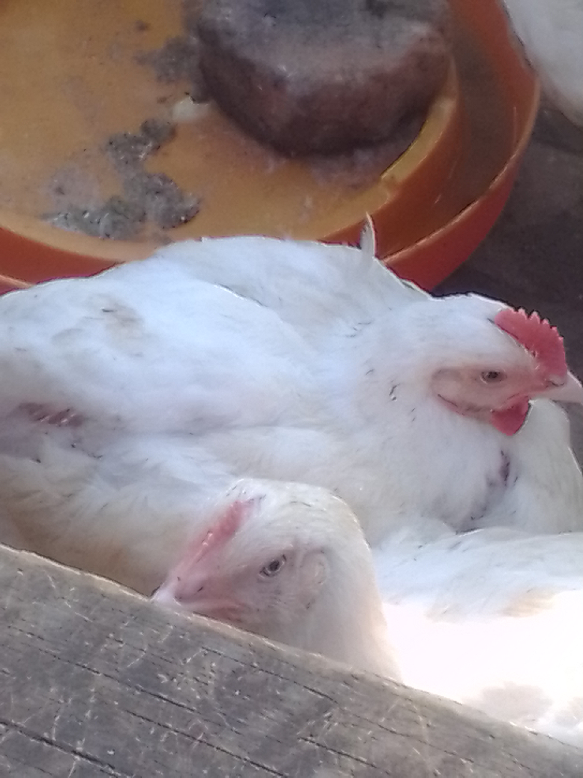 Dressed chickens