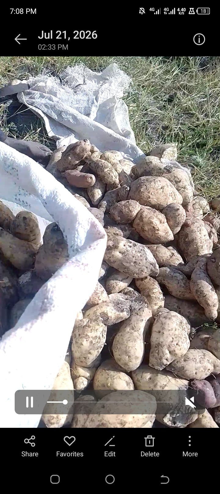 Organic sweet potato